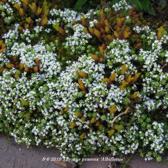 Thymus praecox 'Albiflorus'