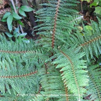 Polystichum setiferum 'Plumoso-densum'