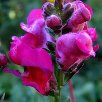 Antirrhinum