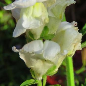 Antirrhinum