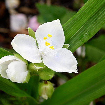 Eéndagsbloem - Tradescantia andersoniana 'Innocence'