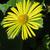 Doronicum orientale