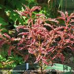 Plectranthus scutellarioides UNDER THE SEA 'Bone fish' - Siernetel