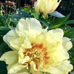 Paeonia itoh 'Bartzella' - Pioen