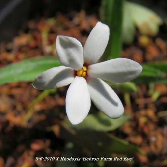 X Rhodoxis 'Hebron Farm Red Eye'