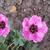 Geranium cinereum 'Ballerina'