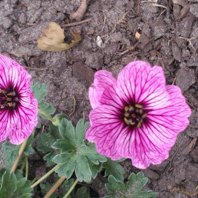 Ooievaarsbek - Geranium cinereum 'Ballerina'