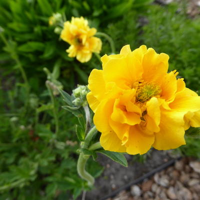 Nagelkruid - Geum COCKTAIL 'Banana Daiquiri'