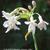 Tulbaghia violacea 'Alba'