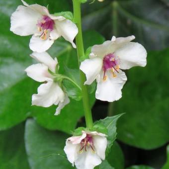 Verbascum blattaria f. albiflorum