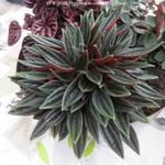 Peperomia caperata 'Rosso' - Rattenstaart- Rattenstaartje