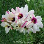 Ixia 'Spotlight' - Afrikaanse korenlelies