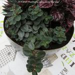 Peperomia verticillata 'Red Log' - Peperomia