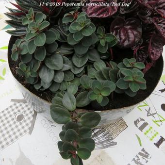 Peperomia verticillata 'Red Log'