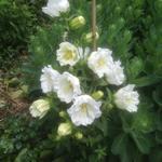 Campanula persicifolia  'Grandiflora Alba' - Klokjesbloem, Prachtklokje