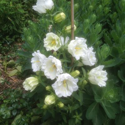 Klokjesbloem, Prachtklokje - Campanula persicifolia  'Grandiflora Alba'