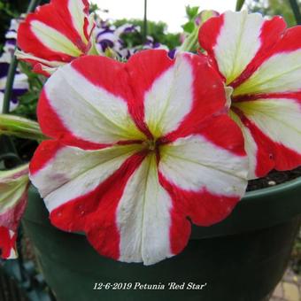 Petunia 'Red Star'