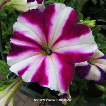 Petunia 'AMORE Joy'