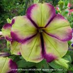 Petunia HEADLINER 'Banana Cherry Swirl' - Petunia