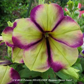 Petunia HEADLINER 'Banana Cherry Swirl'