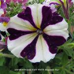 Petunia EASY WAVE 'Burgundy Star' - Petunia