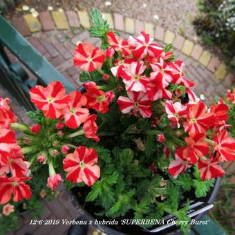 Verbena x hybrida 'SUPERBENA Cherry Burst'