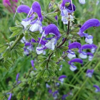 Salvia 'Madeline'