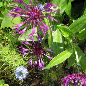 Centaurea montana 'Amethyst Dream'