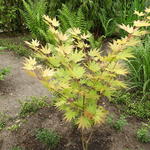 Acer shirasawanum 'Jordan' - Japanse esdoorn