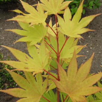 Acer shirasawanum 'Jordan'