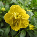 Calibrachoa 'Can Can serie' - Mini petunia