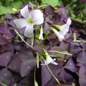 Oxalis triangularis