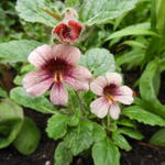 Rehmannia henryi - Chinese Vingerhoedskruid