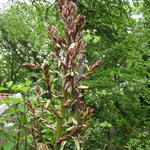 Yucca gloriosa var. tristis - Palmlelie