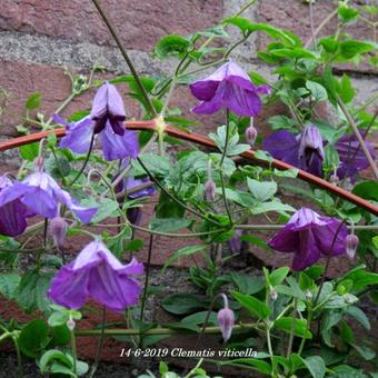 Clematis viticella