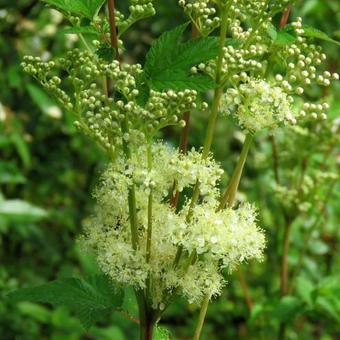 Filipendula ulmaria