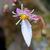 Saxifraga stolonifera 'Japon'