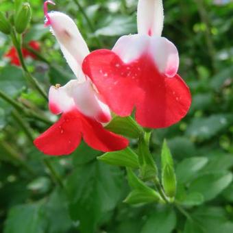 Salvia x jamensis 'Hot Lips'