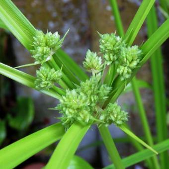 Cyperus alternifolius