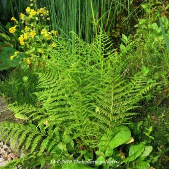 Thelypteris palustris