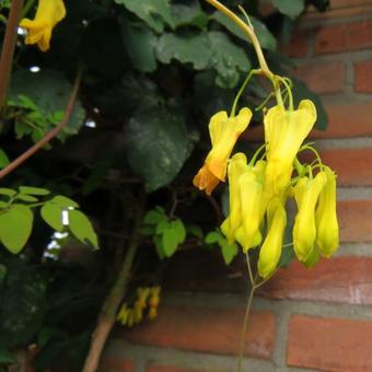 Dicentra macrocapnos