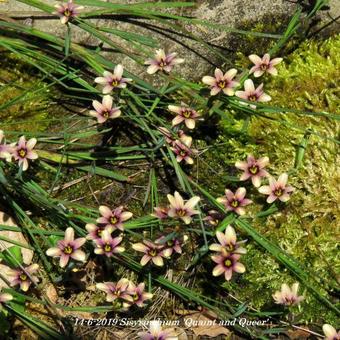 Sisyrinchium 'Quaint and Queer'