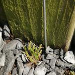 Selaginella sibirica - Siberische mosvaren