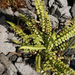 Asplenium adulterinum - Steenbreekvaren