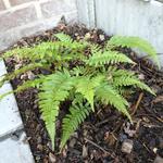 Polystichum dracomontanum - Polystichum varen