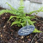 Polystichum dracomontanum - Polystichum varen