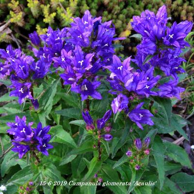 Kluwenklokje - Campanula glomerata 'Acaulis'