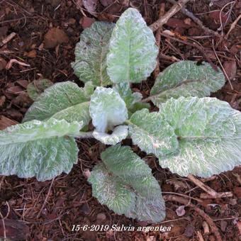 Salvia argentea