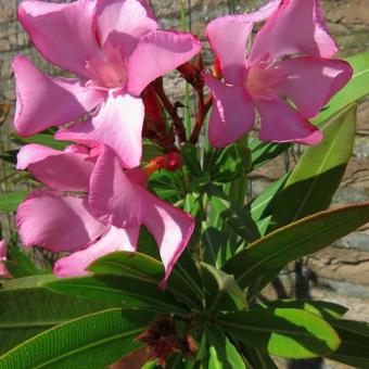 Nerium oleander