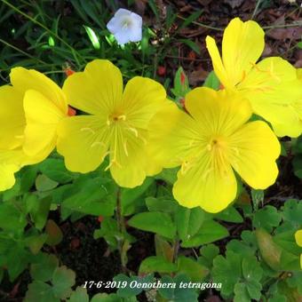 Oenothera tetragona